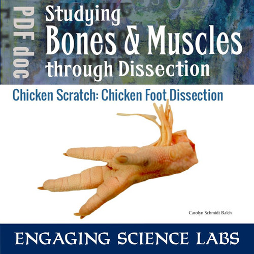Chicken Foot Dissection Bones and Muscles and Tendons Study, PDF