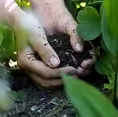 Soils.avif