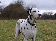 Haribo rescue dalmatian adopt rehome