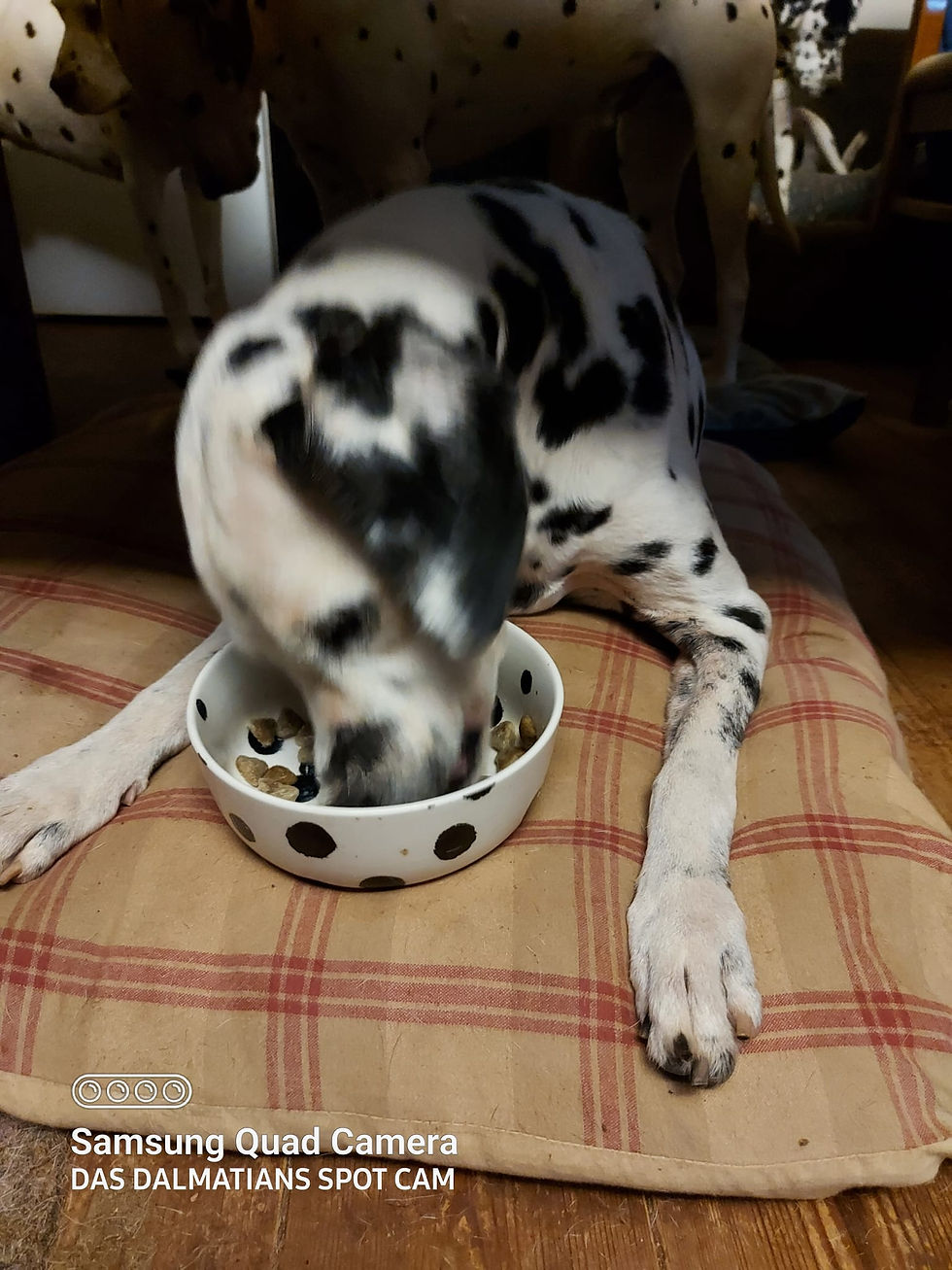 Thumbnail: Wish List - Metacam