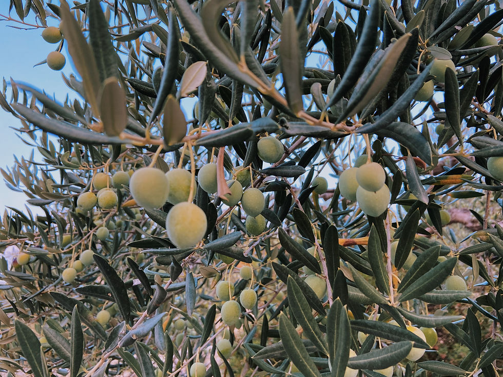 Olive Tree in Garden