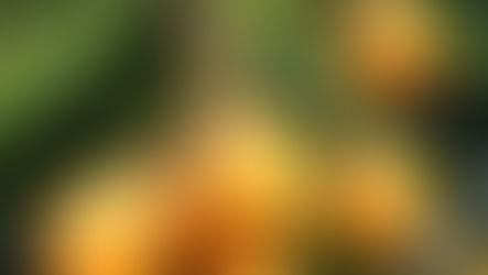 NEFLIER DU JAPON / JAPANESE LOQUAT