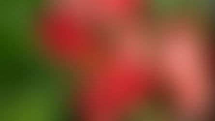 COGNASSIER DU JAPON / JAPANESE QUINCE