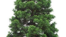 SEQUOIA