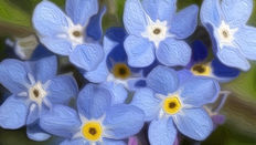 MYOSOTIS BLEU ROYAL / ROYAL FORGET-ME-NOT