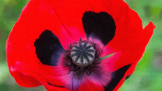 COQUELICOT COCCINELLE / LADYBIRD POPPY
