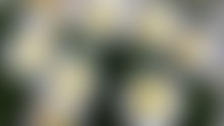 PAQUERETTE DES CHAMPS / FIELD DAISY