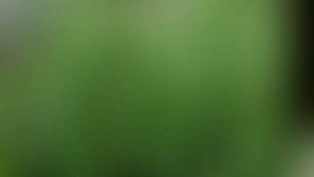 ROMARIN BIO / ORGANIC ROSEMARY