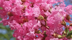 LILAS DES INDES / PRIDE OF INDIA