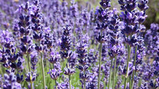LAVANDE BIO / ORGANIC LAVANDER