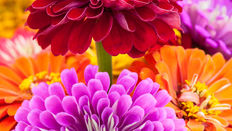 ROSE MYSTIQUE / DREAMLAND ROSE