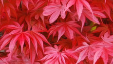 ERABLE ROUGE DU JAPON / RED JAPANESE MAPLE