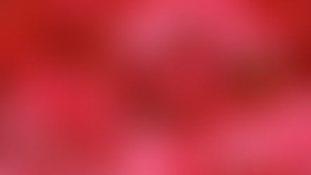 ERABLE ROUGE DU JAPON / RED JAPANESE MAPLE