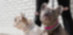 Dog Collars
