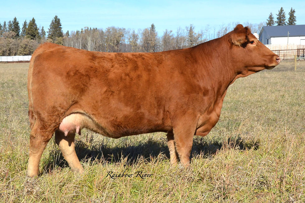 LRX Red Reeba 41D