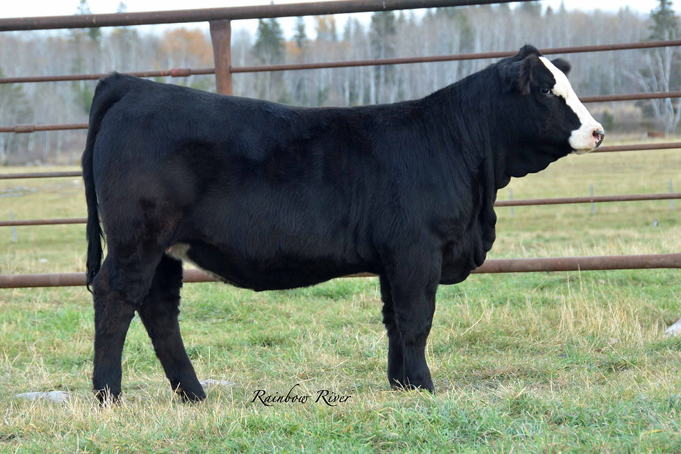 Lot 21: Rainbow River Sabrina 55M