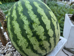 Mundo pra lá de estranho