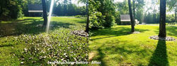 Leaf Mulching Before - After 2