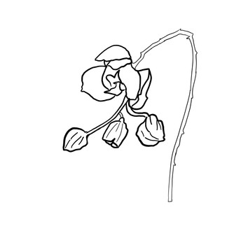 A line drawing of an orchid in our living room.