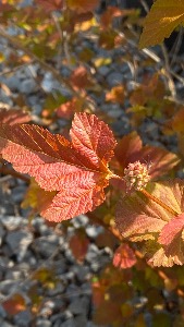 Rust and golden toned leaf