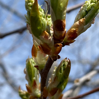 This is a closeup shot of buds on a tree.