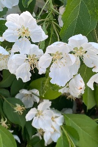 White blooms on a shrub.