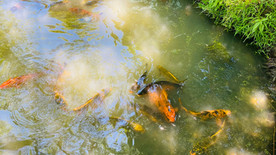 BIOPARQUE Monterrey tour Tours en Monterrey