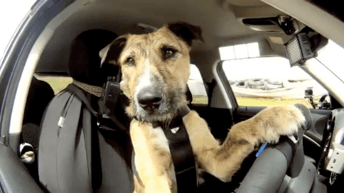 Monterrey tour_ Pet friendly tour_.gif
