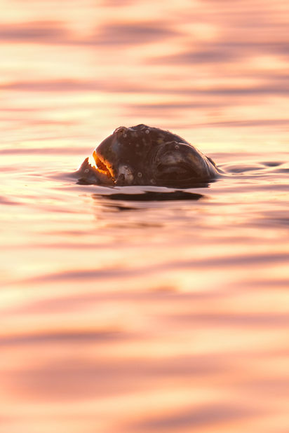 In in December 2020 I was stoked to discover a bale of five turtles sheltering in the shallows of Byron Bay.
After 5 days of trying in changing conditions I finally got the calm weather I was craving to allow me to frame my shot. It took hours staking out the turtle's breathing pattern but I ultimately managed to time a shot with the golden sun setting in the background as the barnacled turtle took a gulp of precious air.