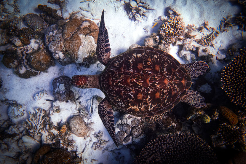 A green turtle peruses the pristine coral of the Ningaloo in search of its next snack or a place to nap.