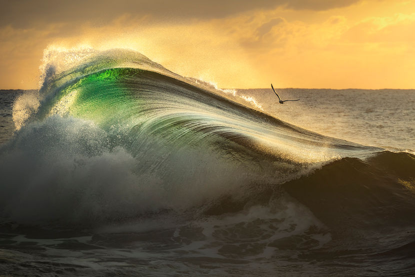 A seagull flying past a large wave breaking in the light of the rising sun. The mysterious yellow light and the flying bird inspired me to call this image Griffin as this half-eagle, half-lion mythical creature is mostly represented as a yellow bird-like creature.