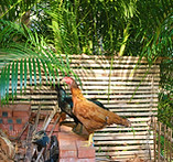 Casa Kep's garden
