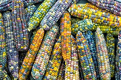 Cherokee Glass Gem Corn.webp