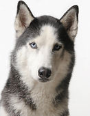 Loki