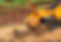 find-the-perfect-stump-grinder-for-sale-featured-image.jpg