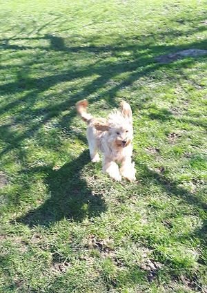 89807886_184835822969500_743270172191201