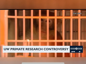 monkey in cage at UW primate research facility