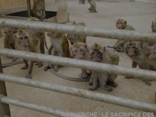 primates in laboratory breeding facility
