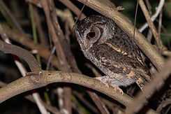 A_羽衣天使_領角鴞_Collared Scops Owl_47A7978.jpg