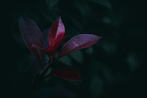 S__61292576.jpg