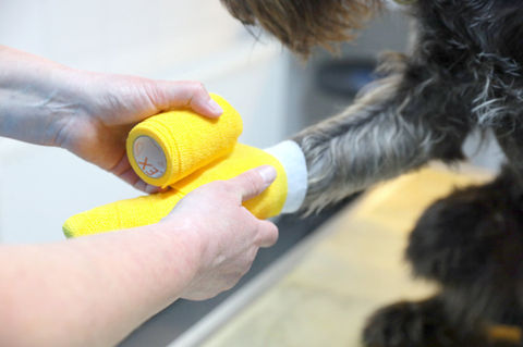 verband hund tierarzt bruchköbel