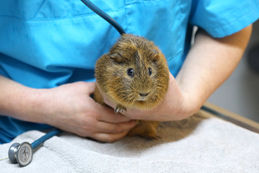 meerschweinchen tierarzt bruchköbel