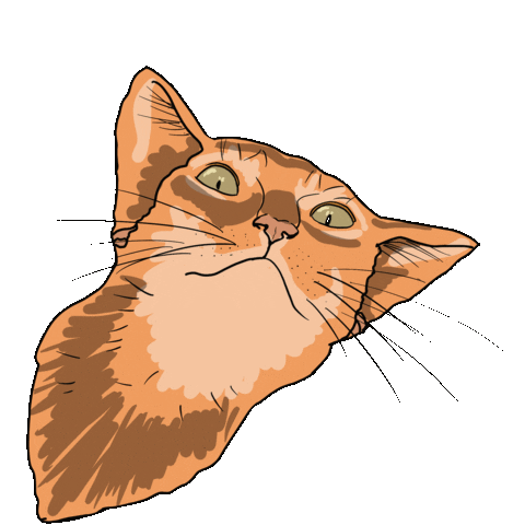 giphy.gif