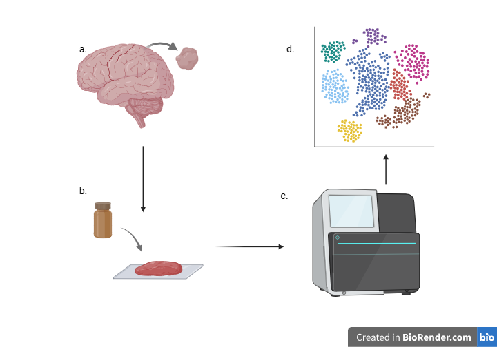 Workflow diagram: brain sample to jar and tissue slide, then machine analysis producing colored cell clusters labeled a–d.