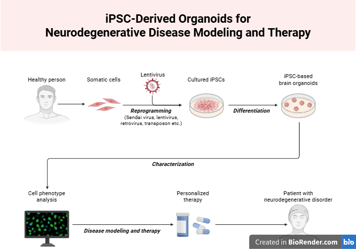 Simplified organoid pipeline using iPSCs. Created in BioRender.