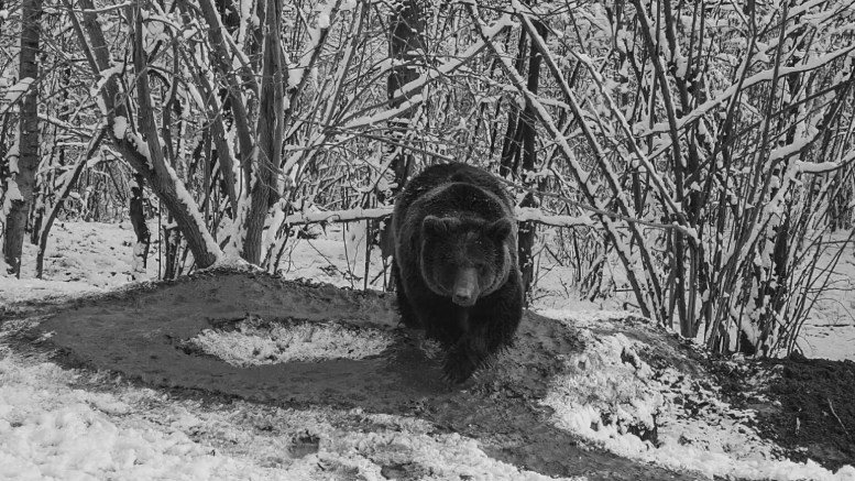 Figure 1 shows the freed bear continuing to walk in circles in a sanctuary.