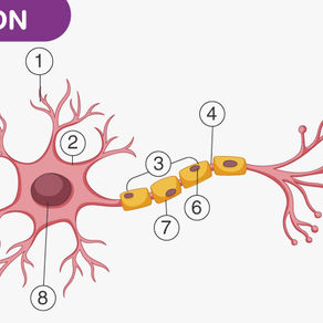 How does the brain communicate? Introduction to the neuron