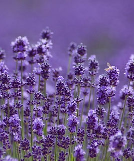 Purple (3)_edited.jpg