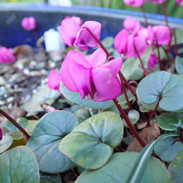 Cyclamen sp