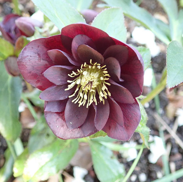 Helleborus x Double Black